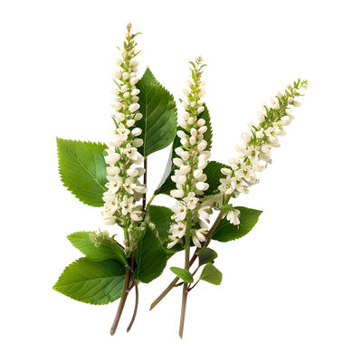 BLACK COHOSH