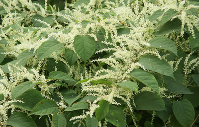 TRANS-RESVERATROL