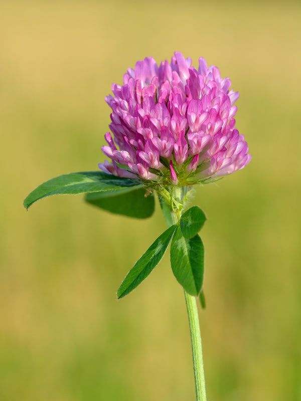 Red Clover Extract