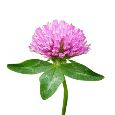 RED CLOVER EXTRACT
