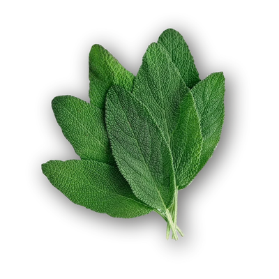 SAGE LEAF