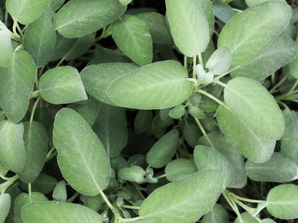 Sage Leaf